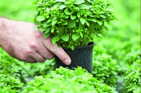 Fresh herbs